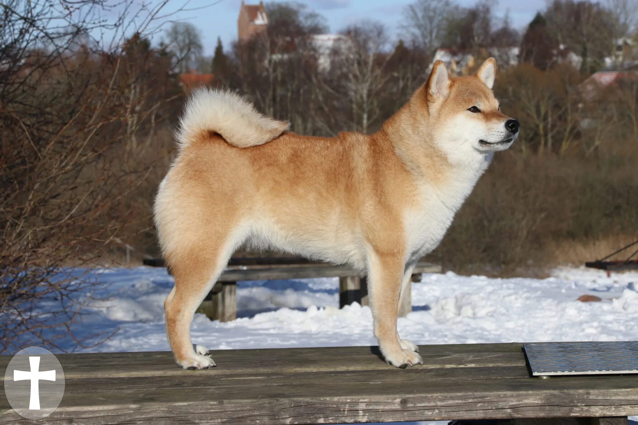 Alina’s Keiko Bashira Chojo