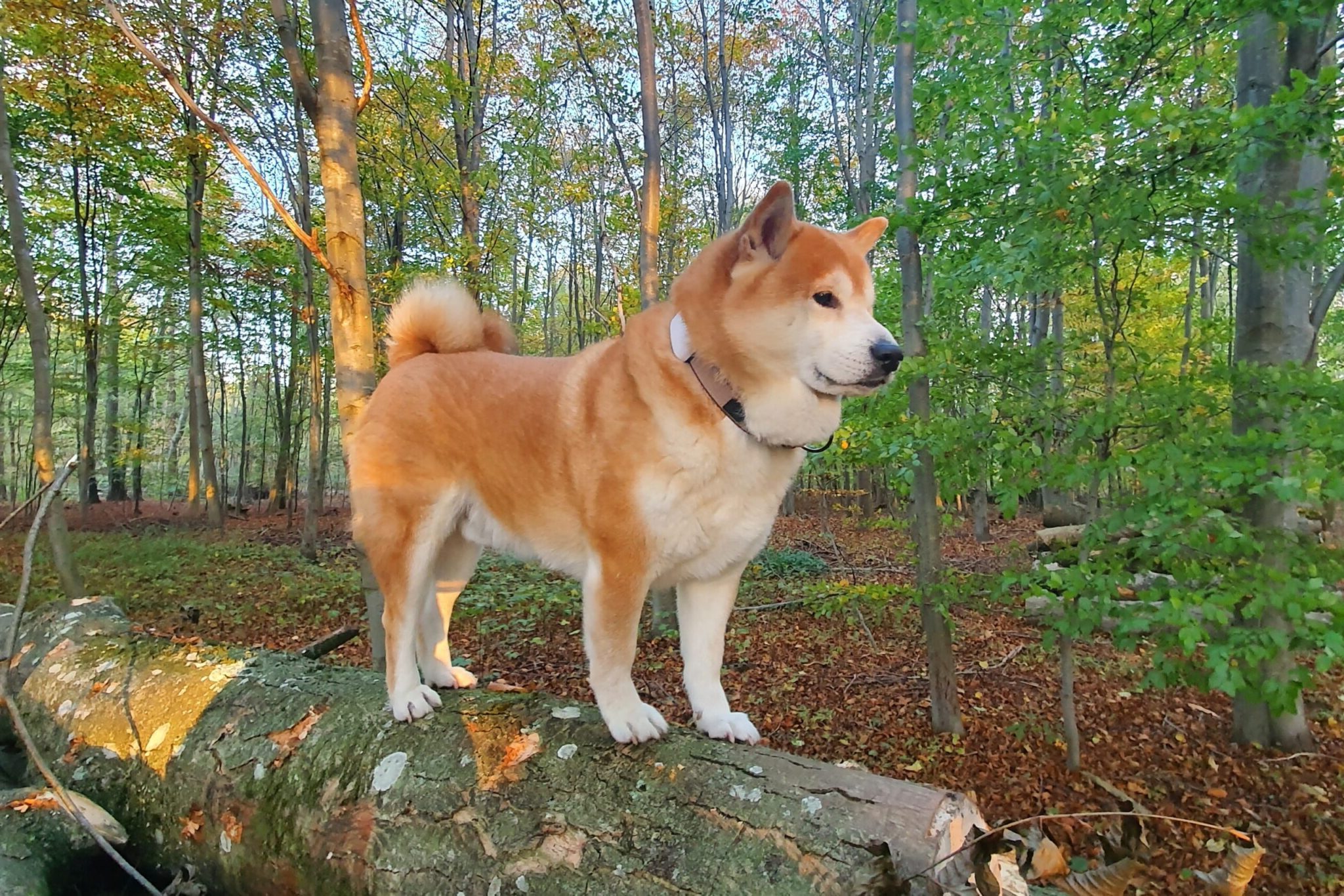 Alina’s Koguma Tarô